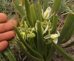 Albuca