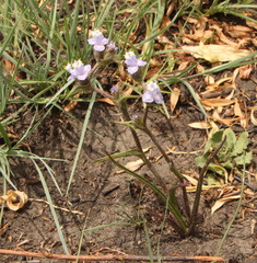 Cyanotis speciosa