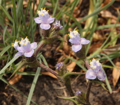 Cyanotis speciosa
