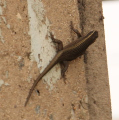 Trachylepis punctatissima