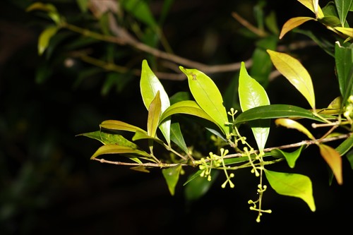 Syzygium smithii