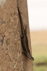 Trachylepis punctatissima