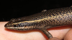 Trachylepis punctatissima