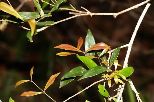 Syzygium smithii
