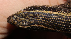 Trachylepis punctatissima