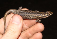Trachylepis punctatissima