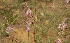 Polygala