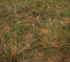 Polygala