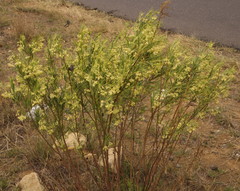 Gomphocarpus