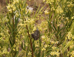 Gomphocarpus