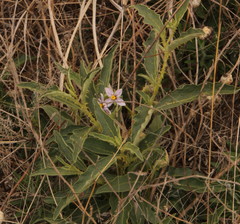 Solanum