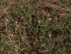 Oenothera rosea