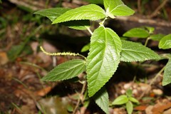 Acalypha nemorum