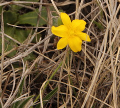 Hypoxis