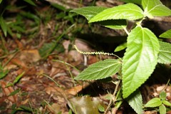 Acalypha nemorum