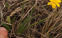 Hypoxis
