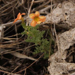 Jamesbrittenia aurantiaca