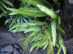 Blechnum obtusatum
