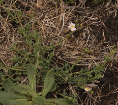 Nemesia fruticans
