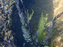 Blechnum francii