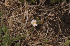 Nemesia fruticans