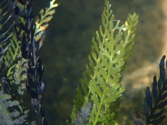 Blechnum francii