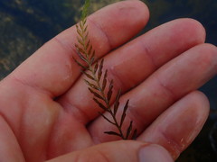 Blechnum francii