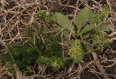 Cyclospermum leptophyllum