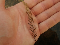 Blechnum francii