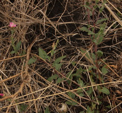 Oenothera rosea