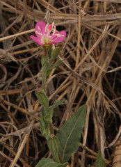 Oenothera rosea