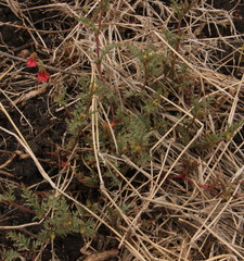 Hermannia