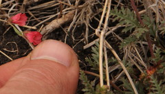 Hermannia