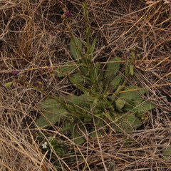 Senecio erubescens