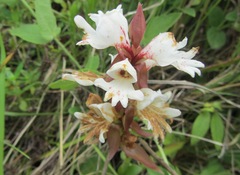 Satyrium sphaerocarpum