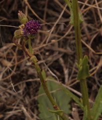 Senecio erubescens