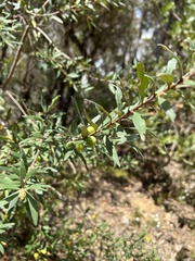 Persoonia mollis