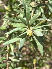 Persoonia mollis