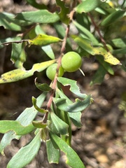Persoonia mollis