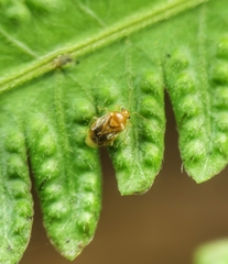 Monalocoris