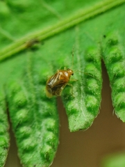 Monalocoris