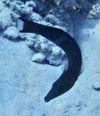 Larabicus quadrilineatus