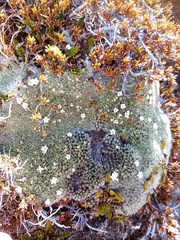 Veronica pulvinaris