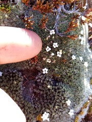 Veronica pulvinaris