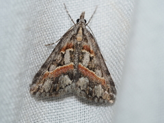 Dichromodes cirrhoplaca