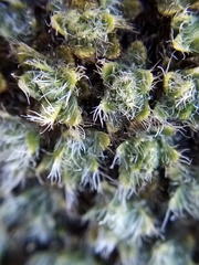 Veronica pulvinaris
