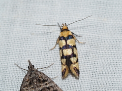 Tanyzancla argutella