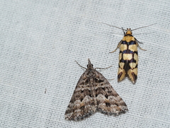 Tanyzancla argutella