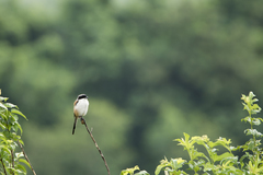 Lanius schach schach