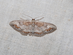 Dithalama cosmospila